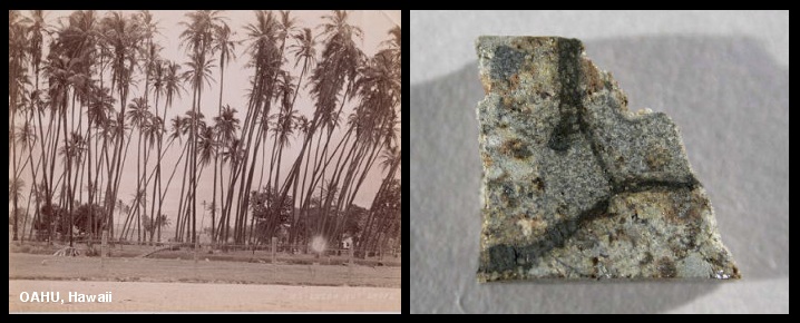 honolulu.0.366g.jpg